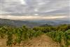 Autohtone sorte vinove loze se vraćaju u zagorske vinograde!